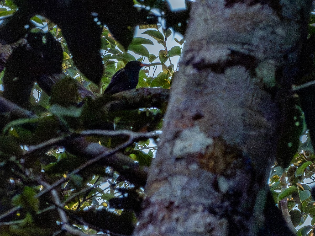 クロアマドリ - ML645937258