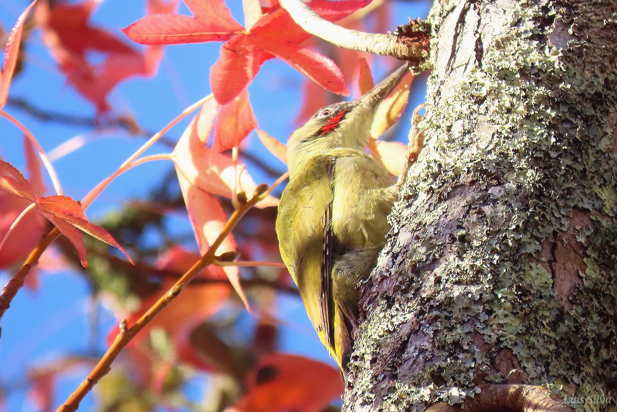 イベリアオゲラ - ML645937259