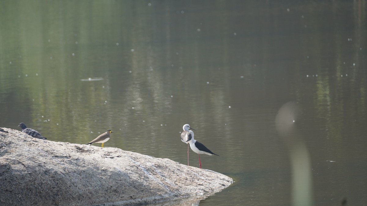 キトサカゲリ - ML645937260