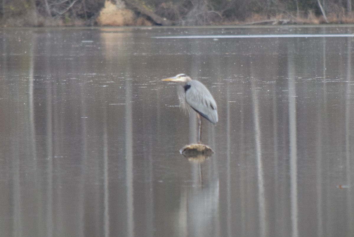 オオアオサギ - ML645937262