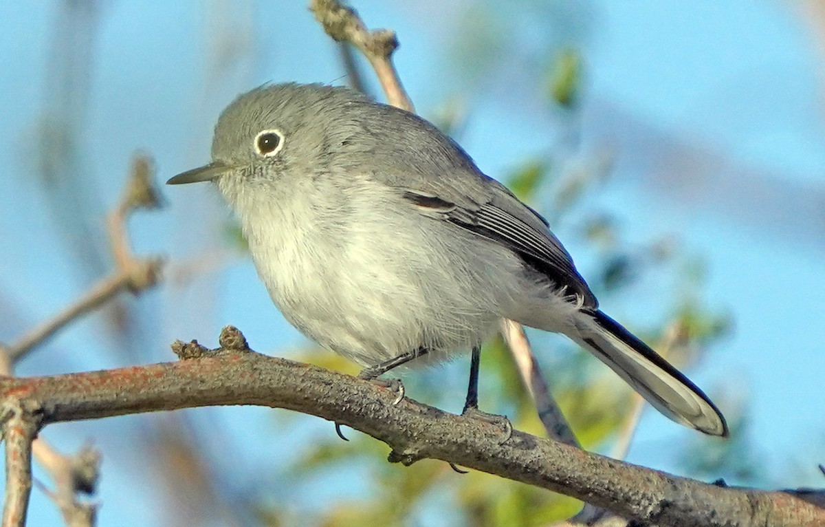 ブユムシクイ - ML645937263