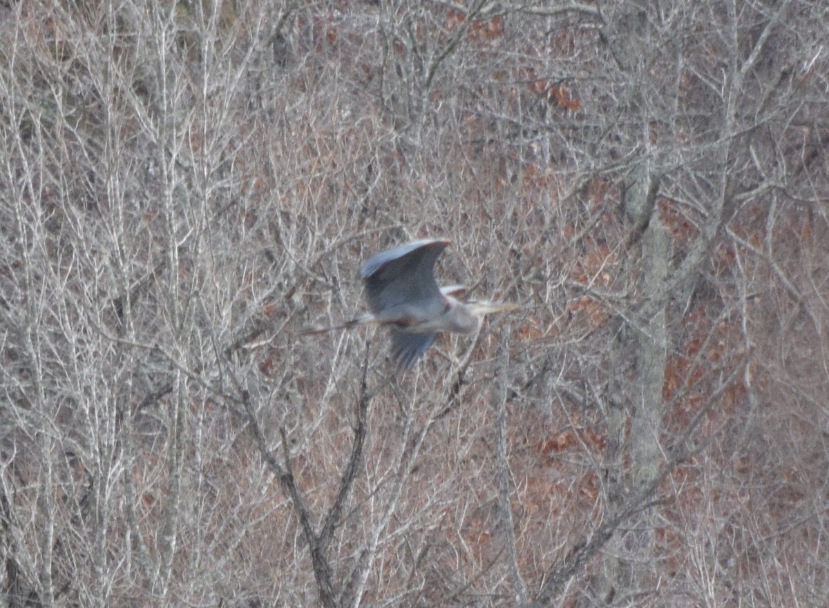 オオアオサギ - ML645937264