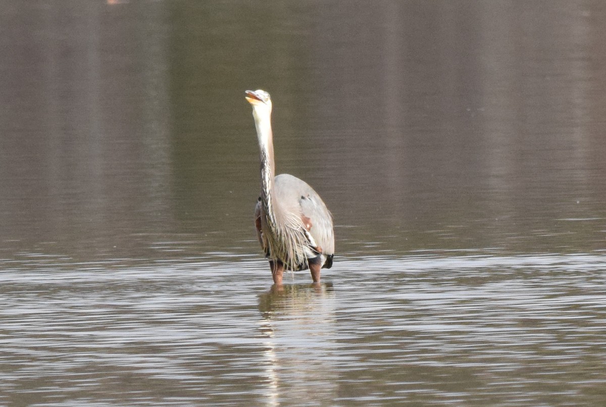 オオアオサギ - ML645937265