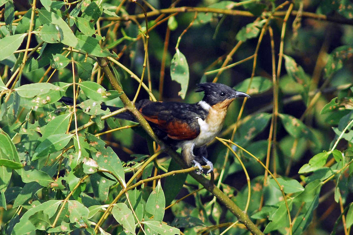 カンムリカッコウ - ML645937266