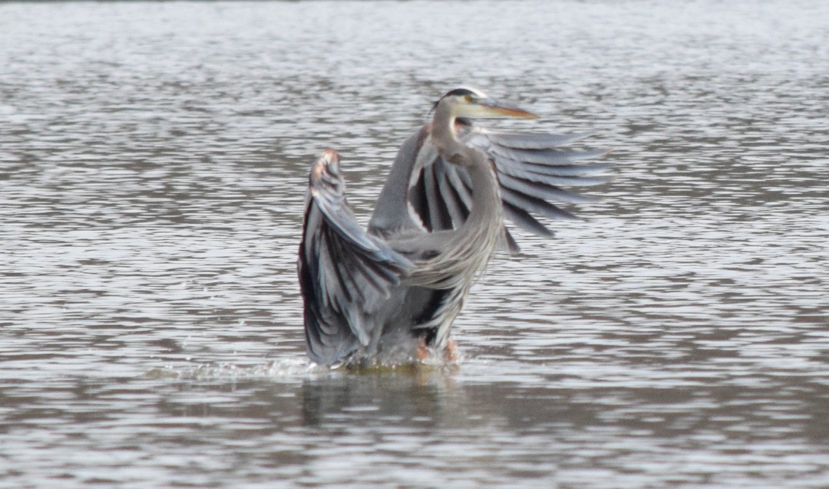 オオアオサギ - ML645937267