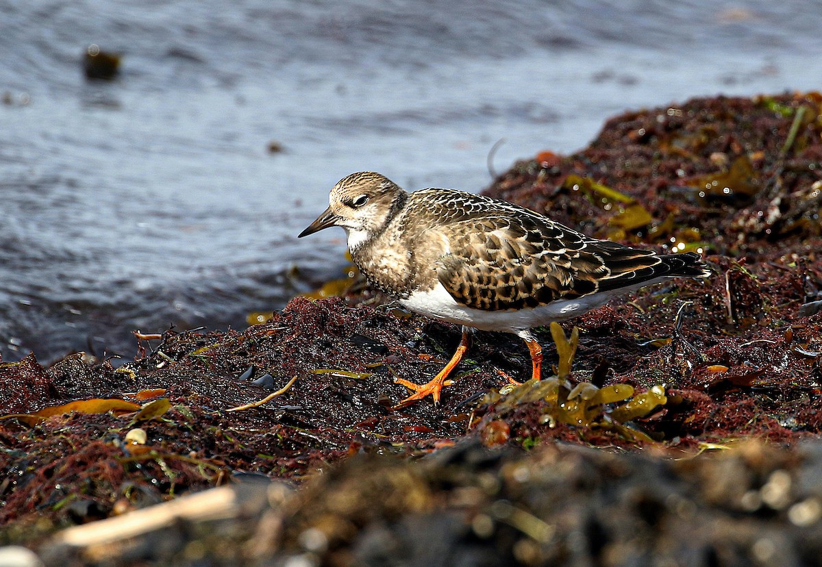 キョウジョシギ - ML645937268