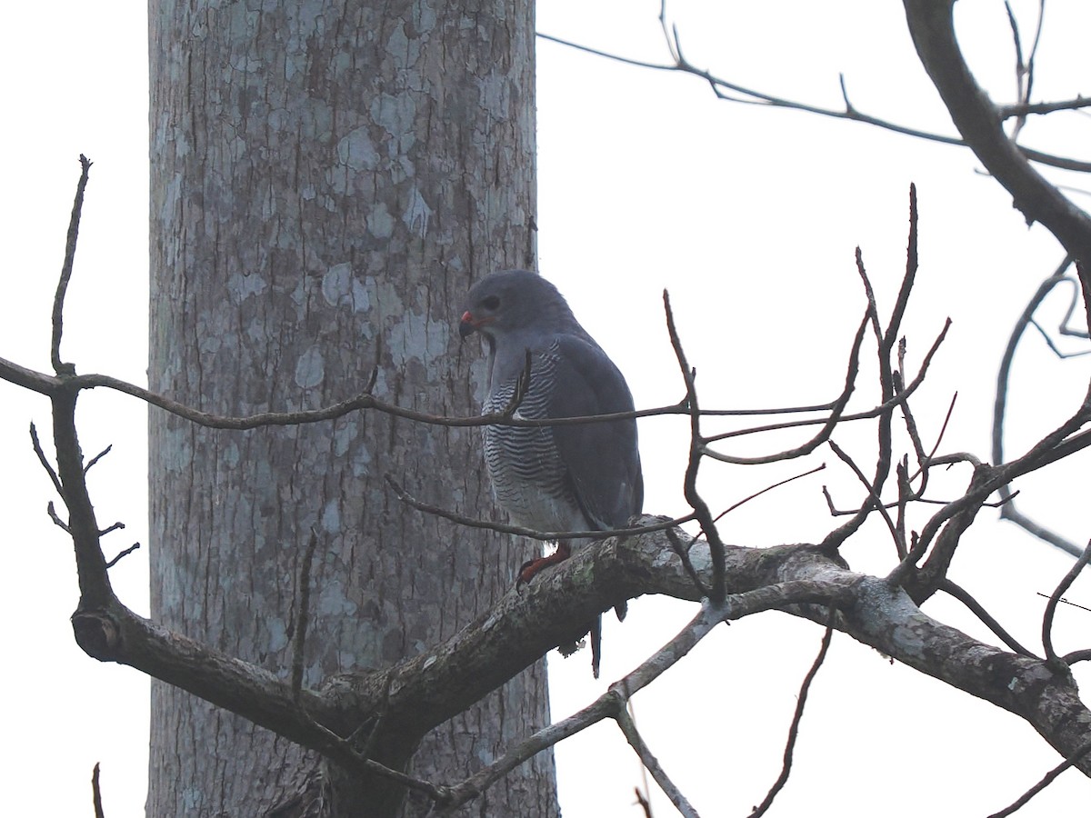 トカゲノスリ - ML645937269