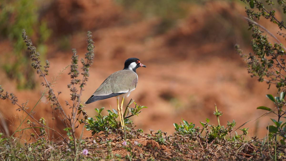 インドトサカゲリ - ML645937270