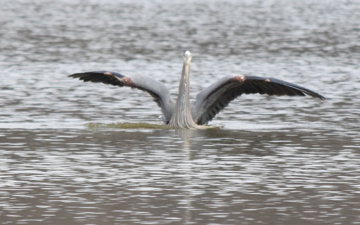 オオアオサギ - ML645937271