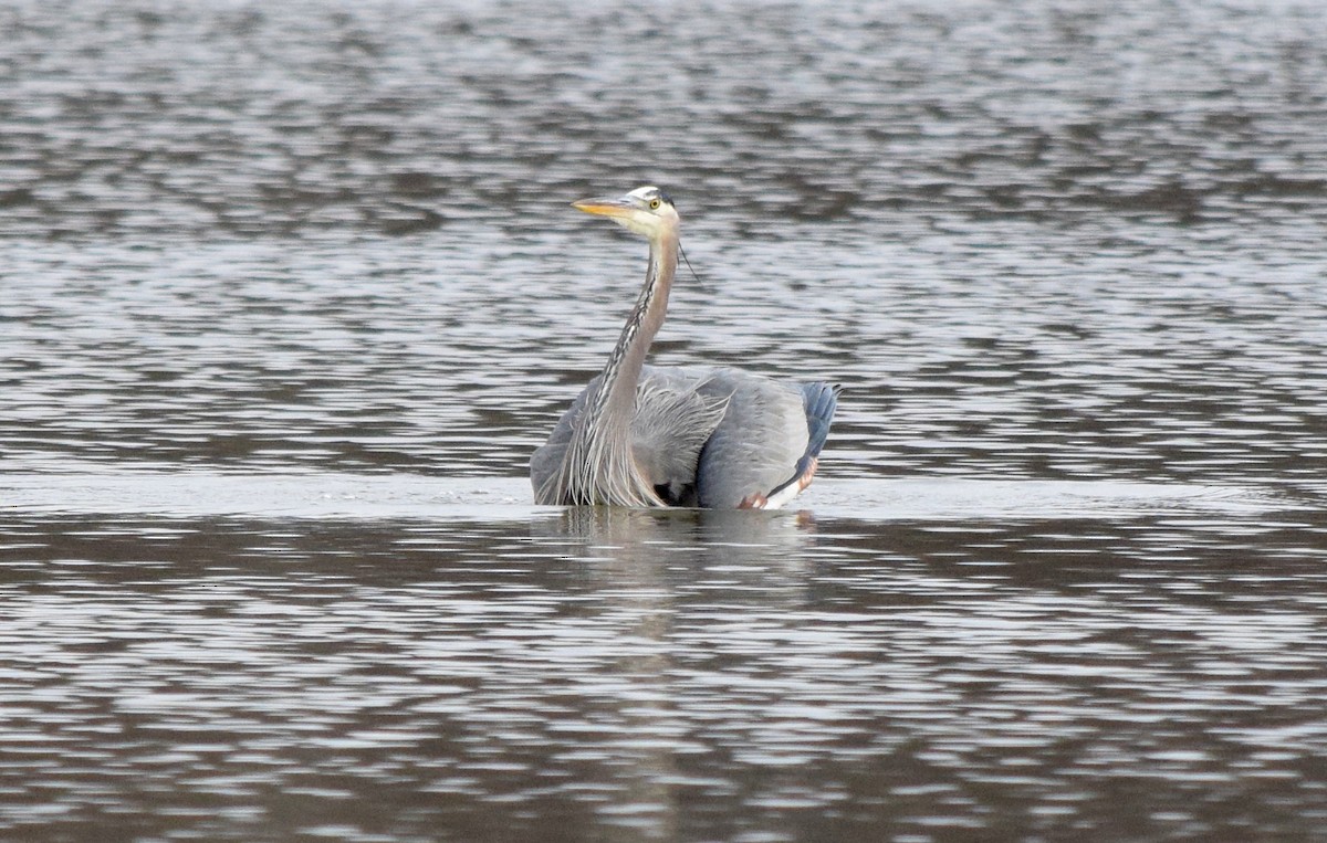 オオアオサギ - ML645937272