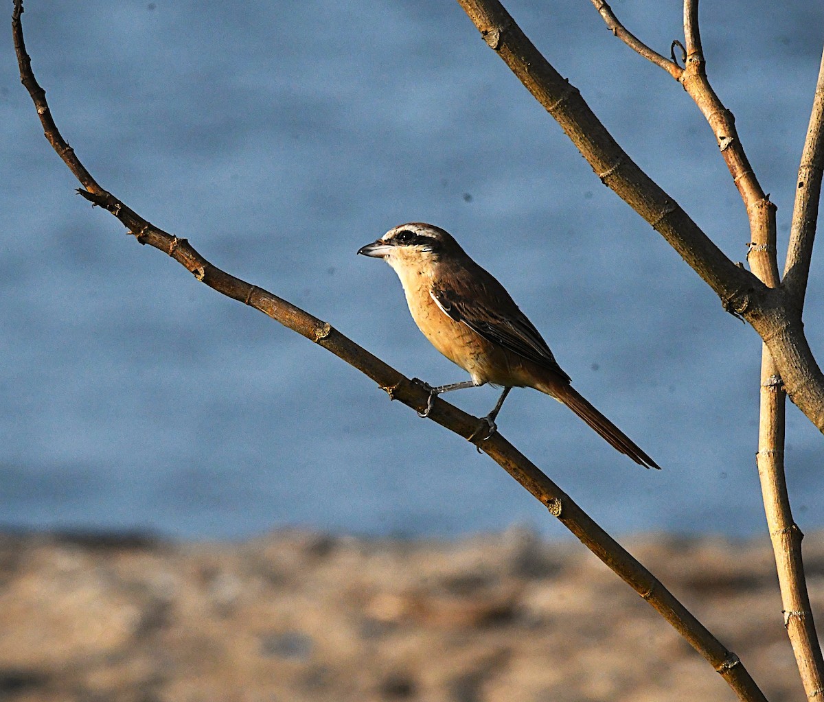 アカモズ - ML645937273