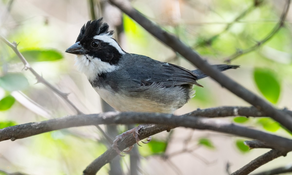 Black-capped Sparrow - ML645937274