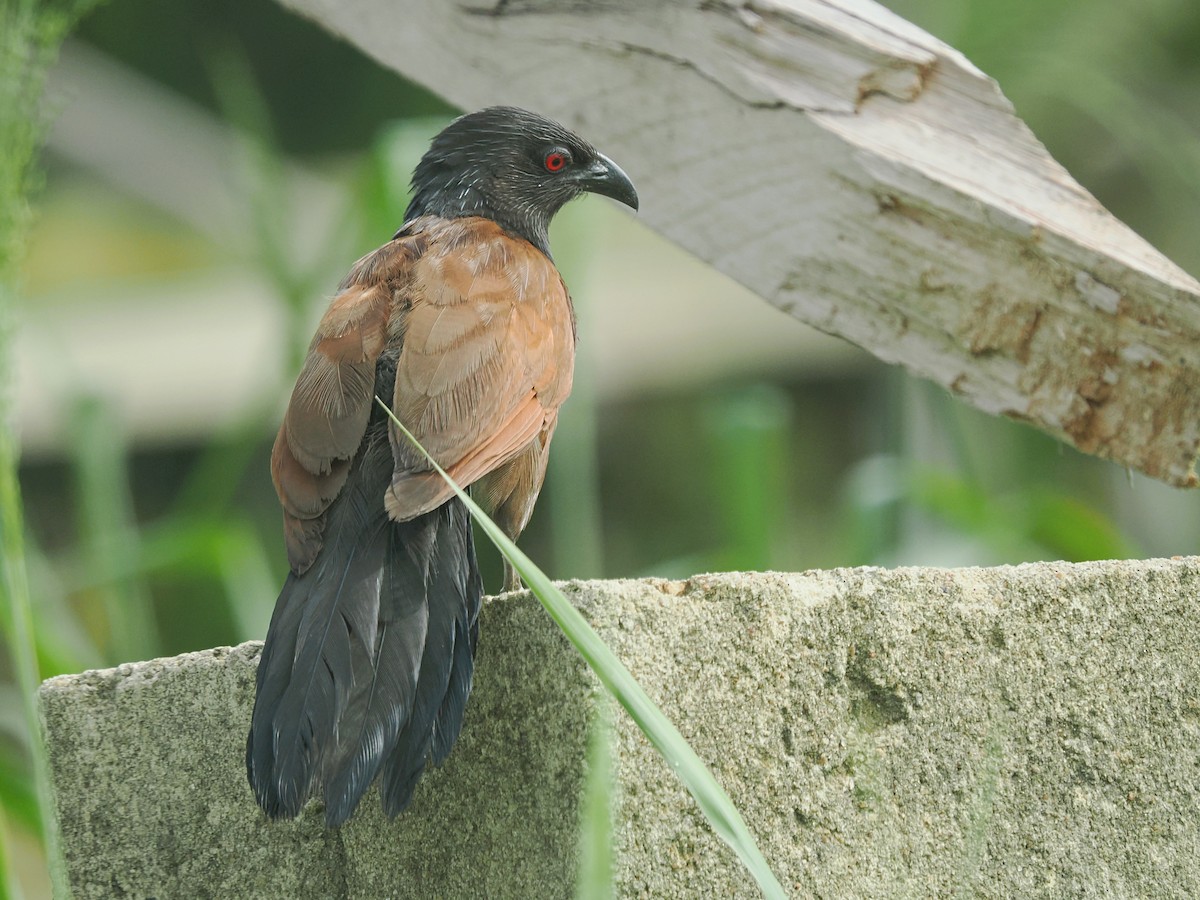 セネガルバンケン - ML645937277