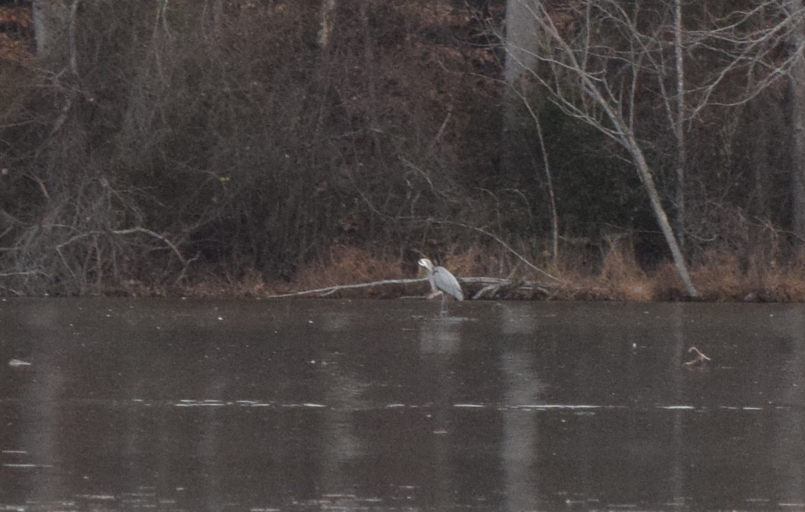 オオアオサギ - ML645937279