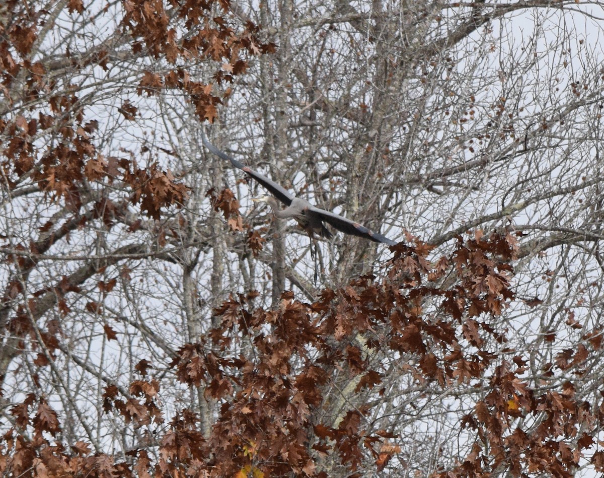 オオアオサギ - ML645937280