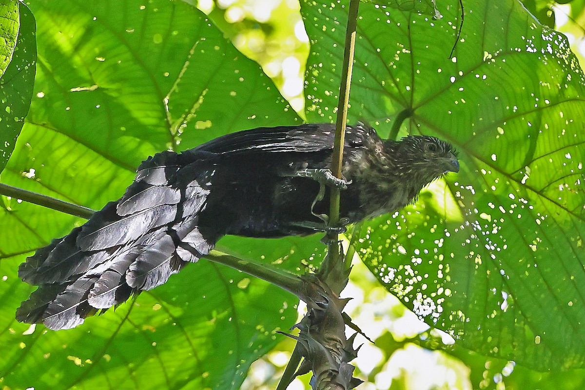 オニバンケン - ML645937281