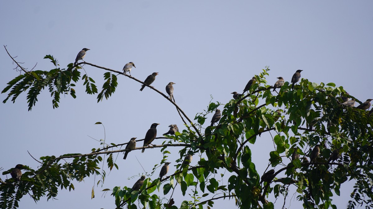 Rosy Starling - ML645937284