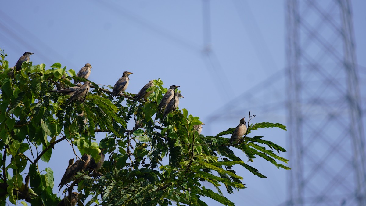 粉紅椋鳥 - ML645937285