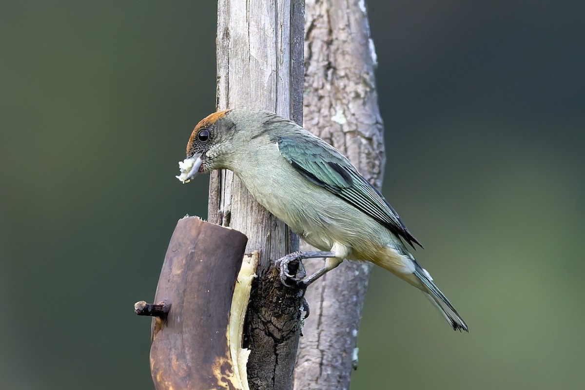 ギンミドリフウキンチョウ - ML645937286