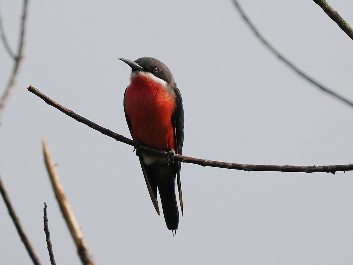 Розовая щурка - ML645937289