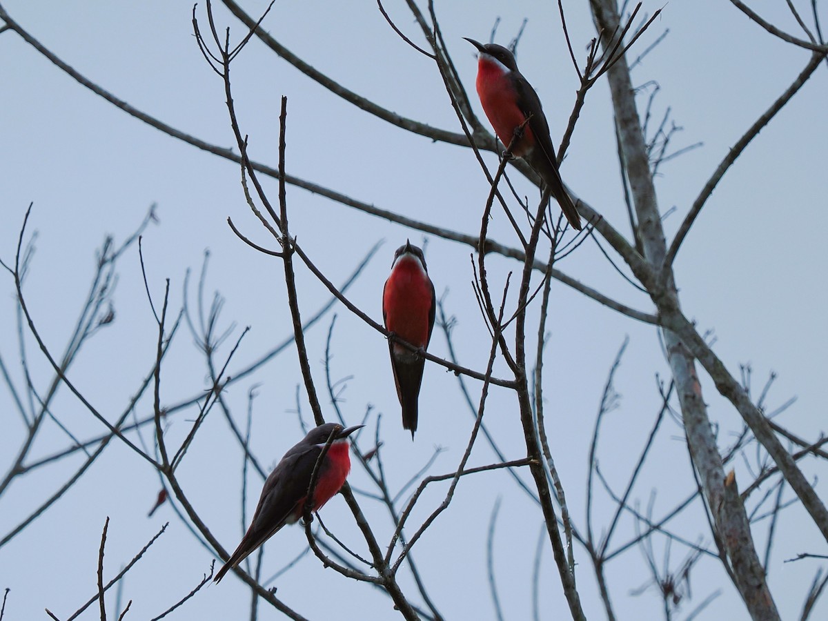 Rosy Bee-eater - ML645937290