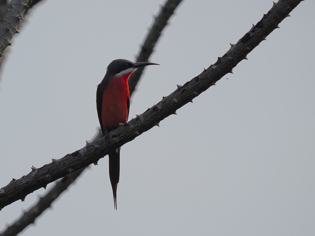 Rosy Bee-eater - ML645937291