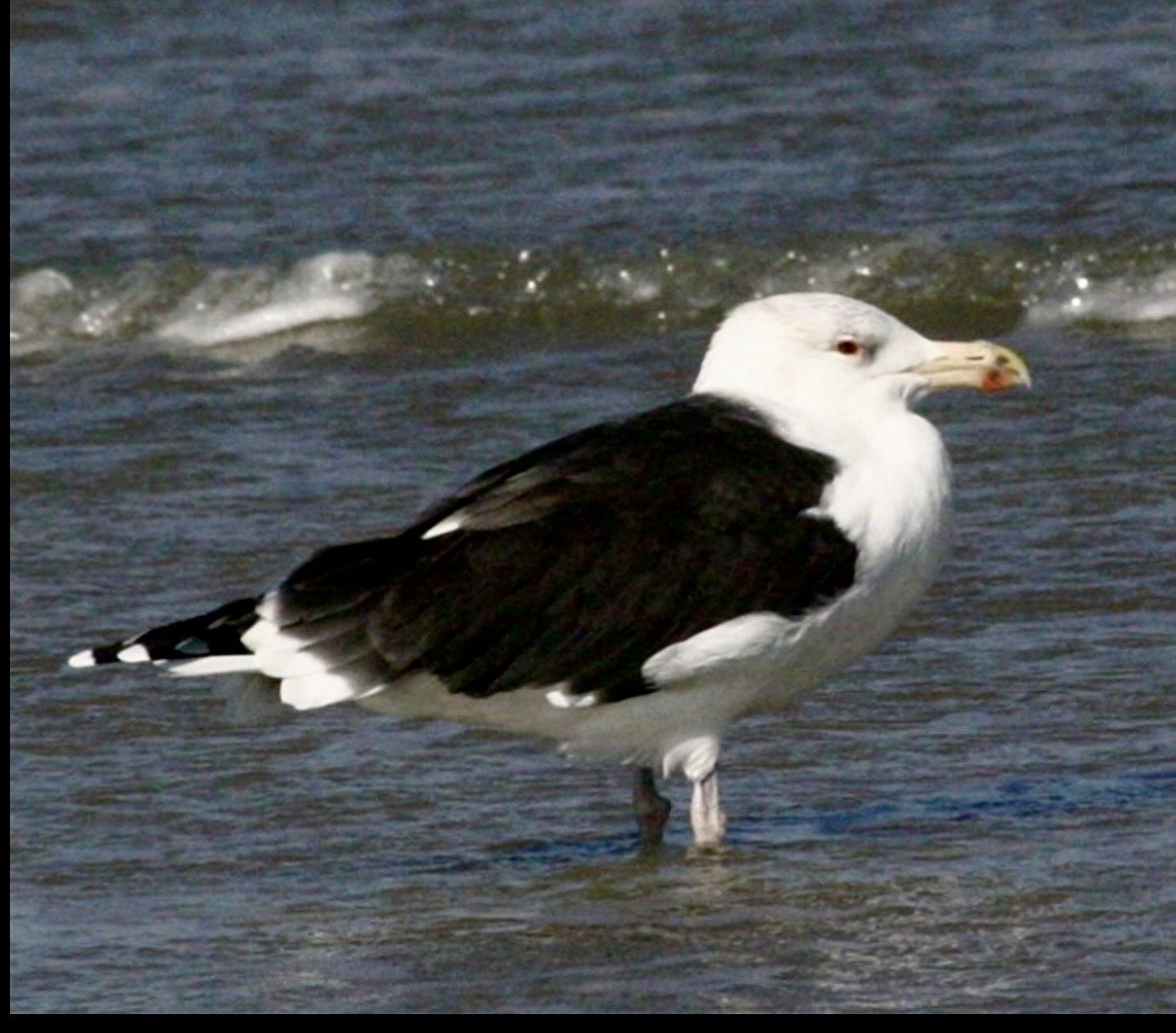 Great Black-backed Gull - ML645937292