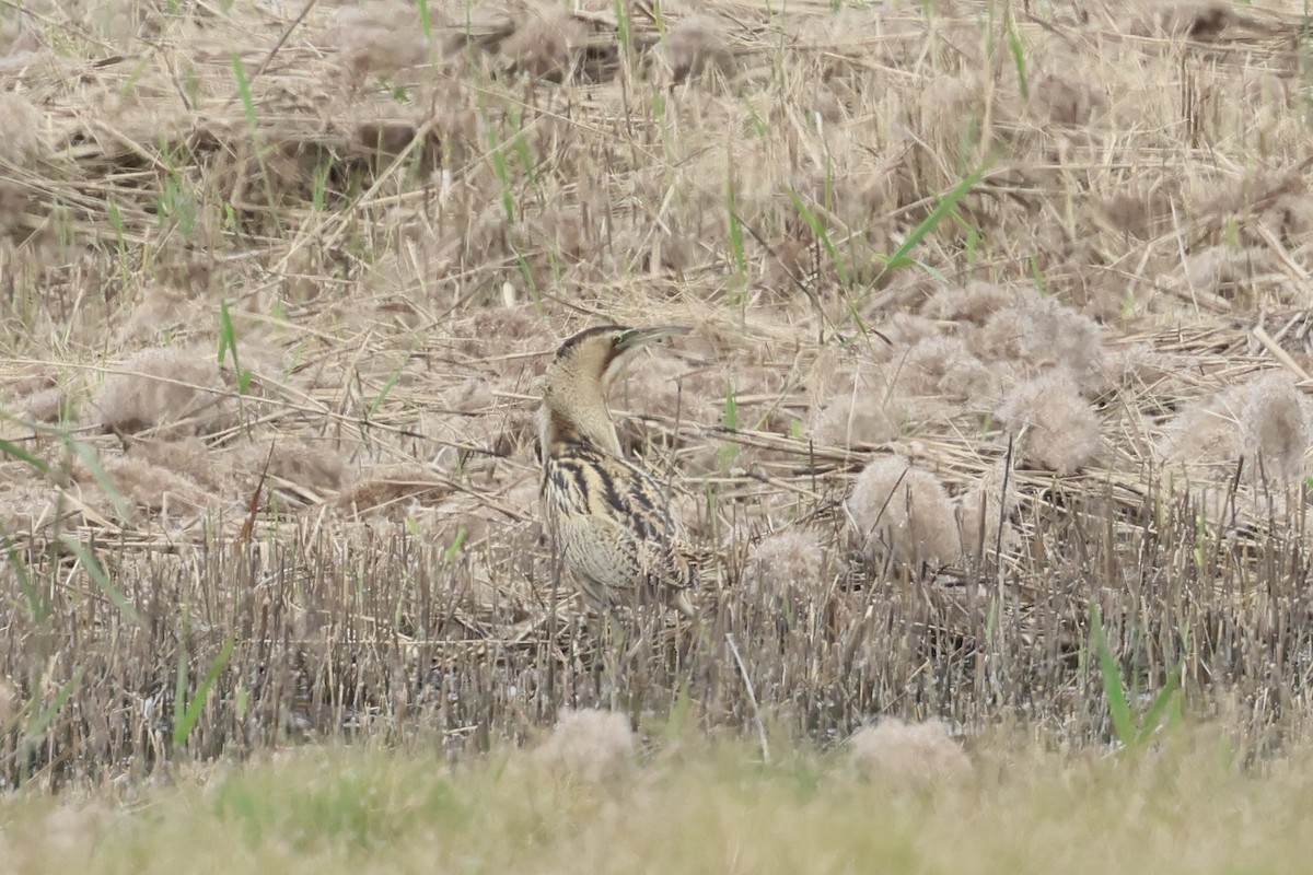 大麻鷺 - ML645937293