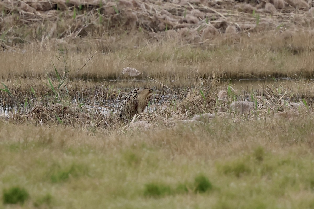 大麻鷺 - ML645937294