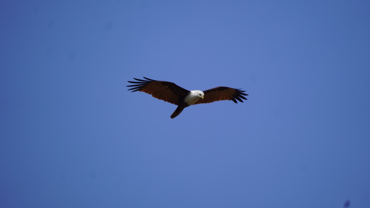 栗鳶 - ML645937295