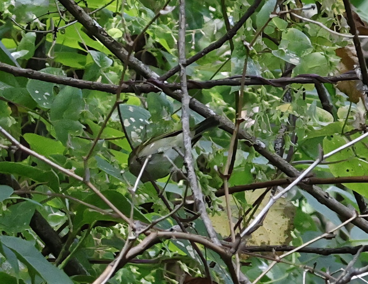 Blyth's Leaf Warbler - ML645937296