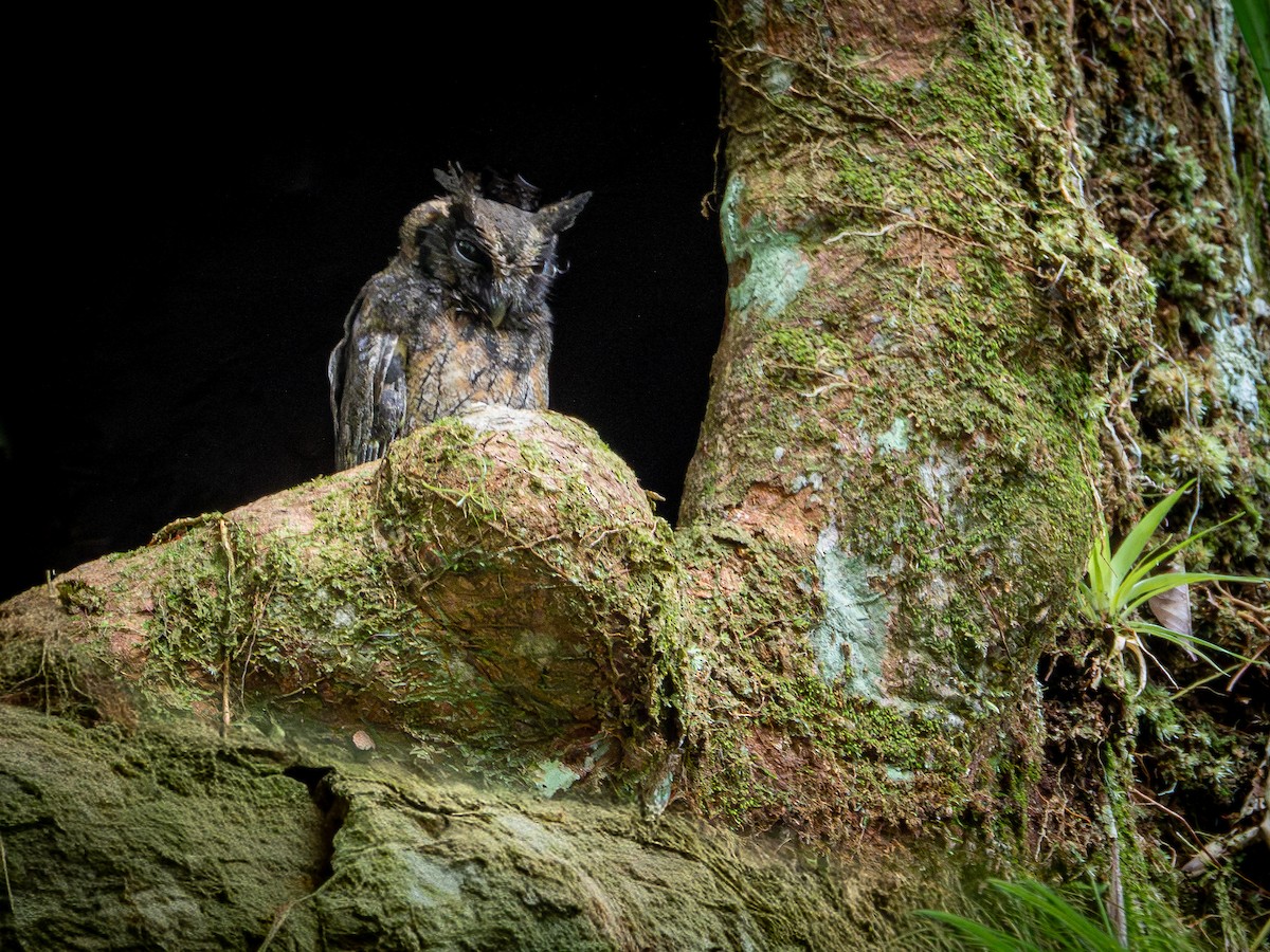 Tawny-bellied Screech-Owl (Northern) - ML645937297