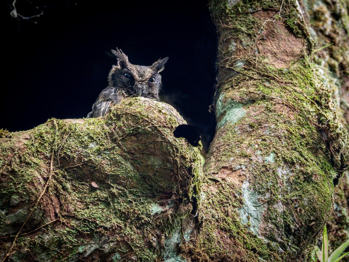 Tawny-bellied Screech-Owl (Northern) - ML645937298