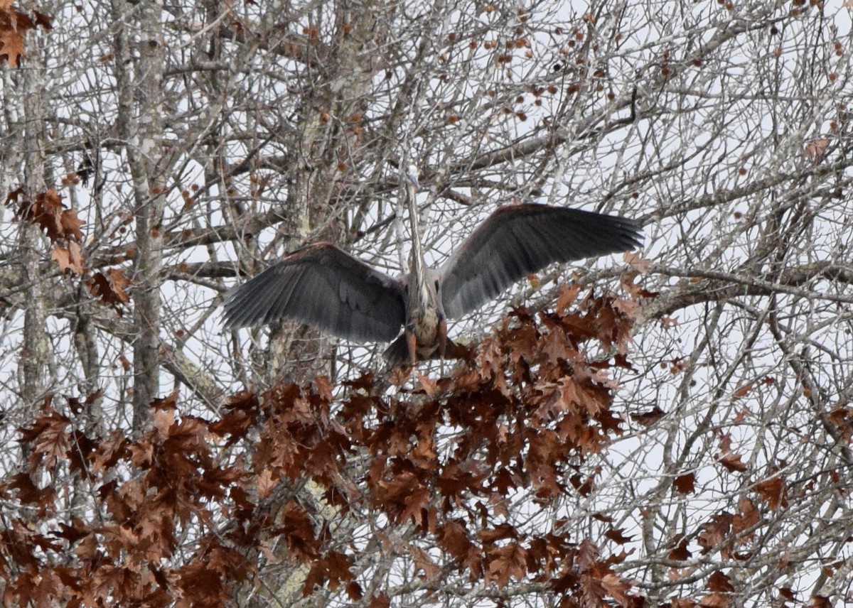 Great Blue Heron - ML645937299