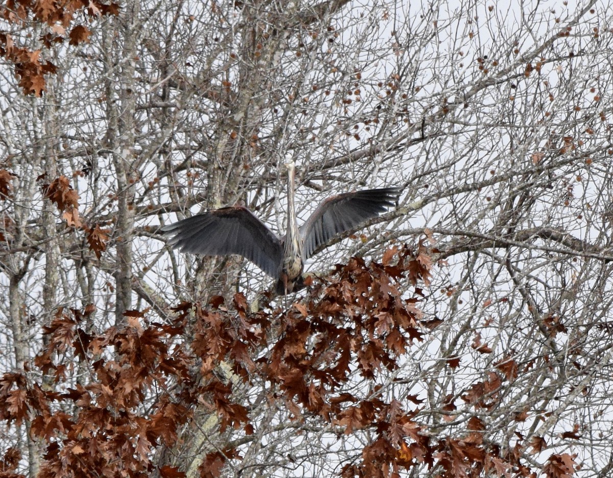 Great Blue Heron - ML645937300
