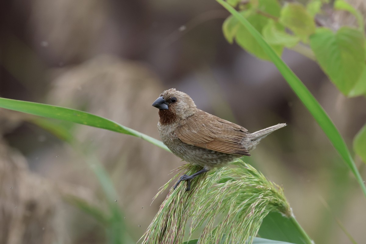 斑文鳥 - ML645937301