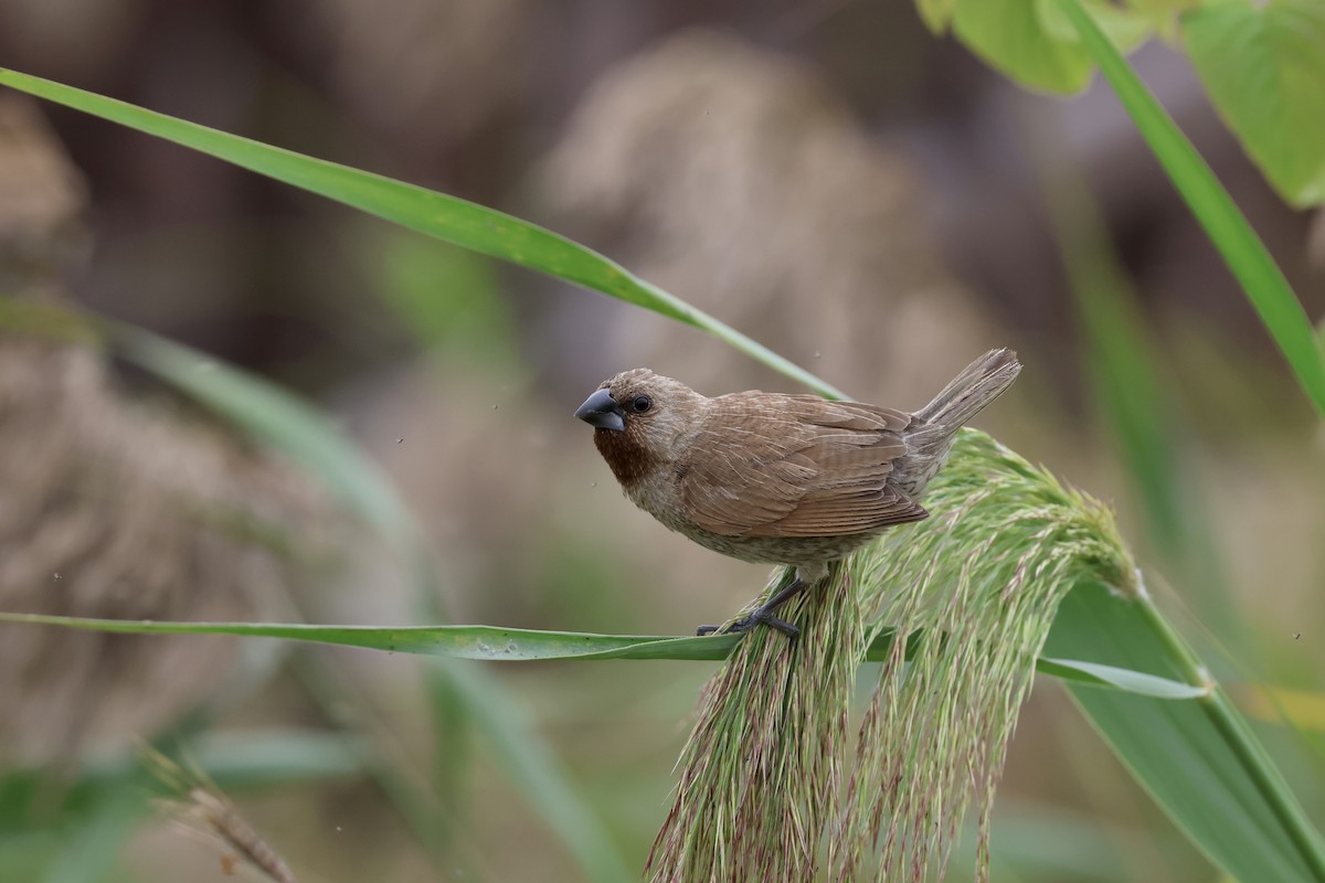 斑文鳥 - ML645937302