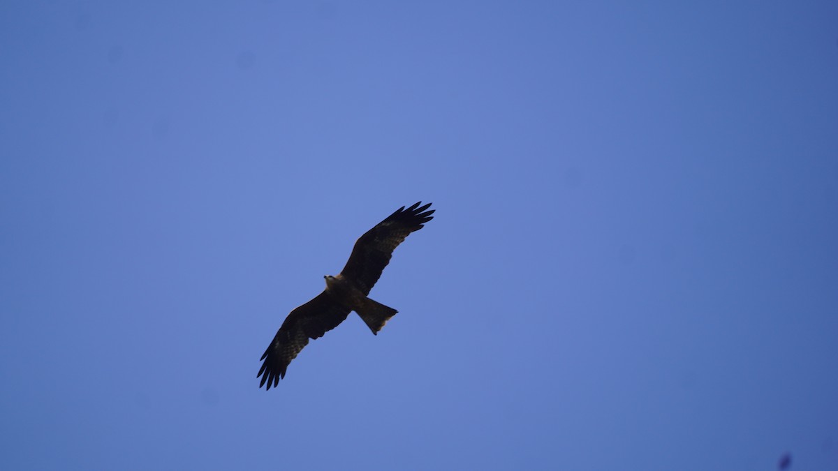 黑鳶 - ML645937303