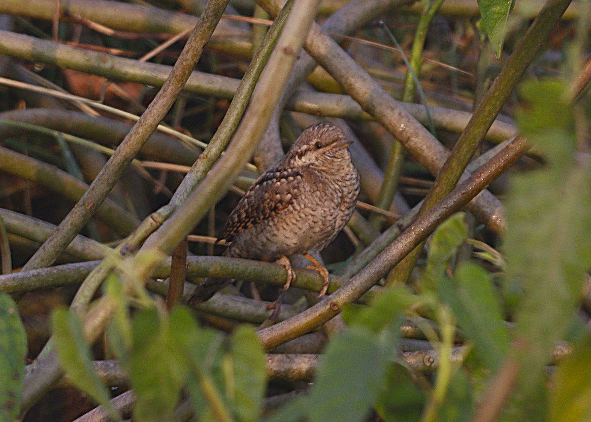 地啄木 - ML645937304