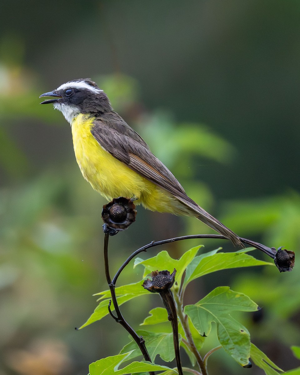 Rusty-margined Flycatcher - ML645937305