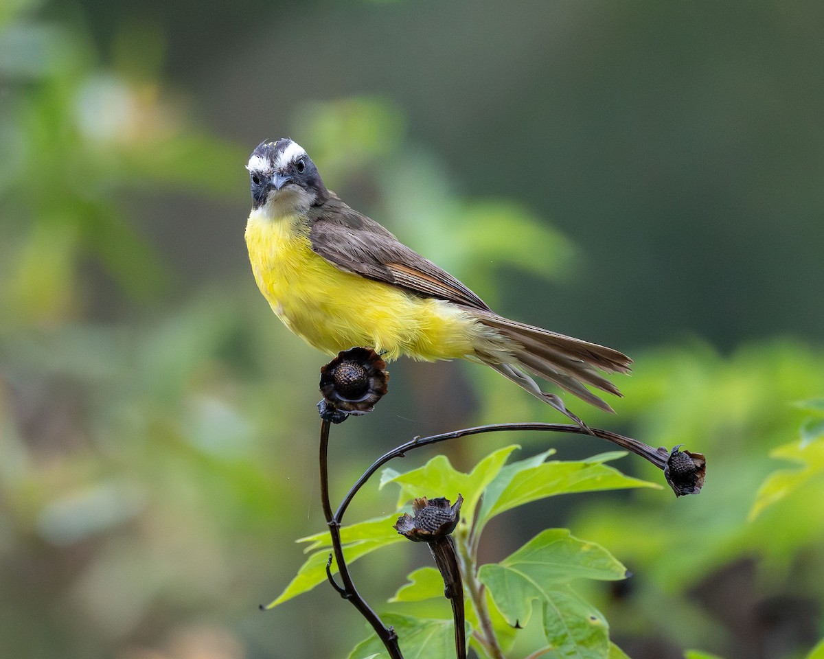 Rusty-margined Flycatcher - ML645937306