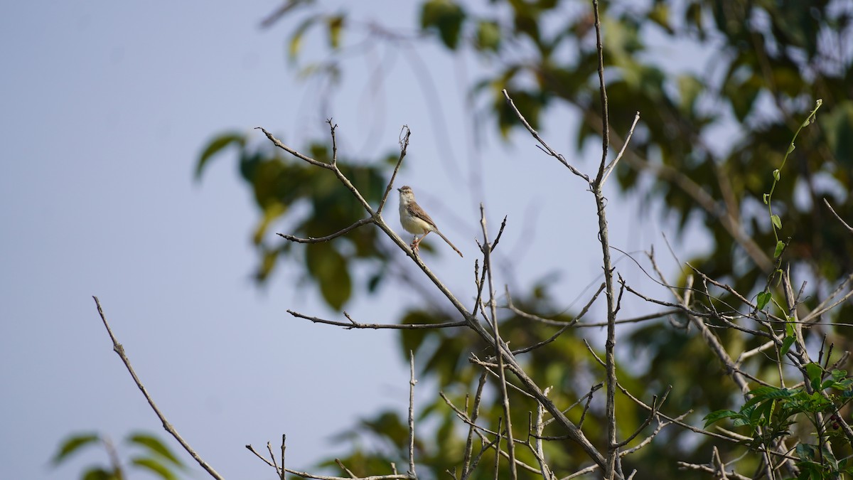 褐頭鷦鶯 - ML645937307