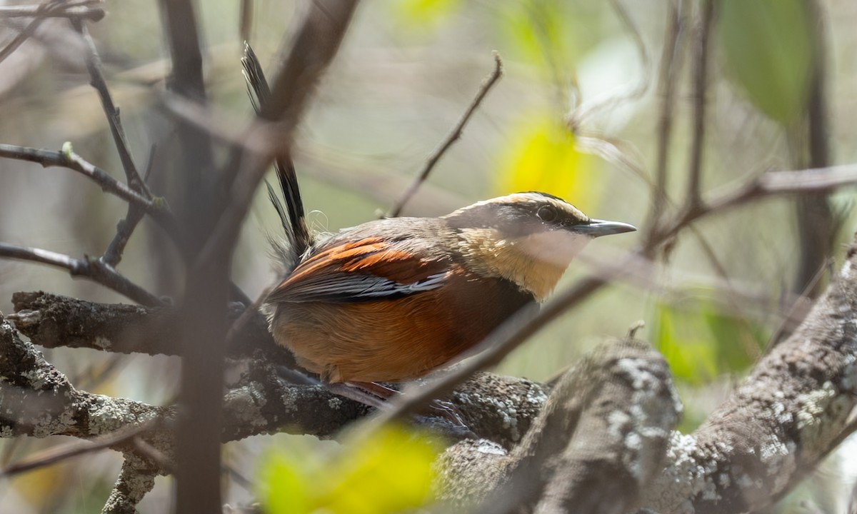 Elegant Crescentchest - ML645937308