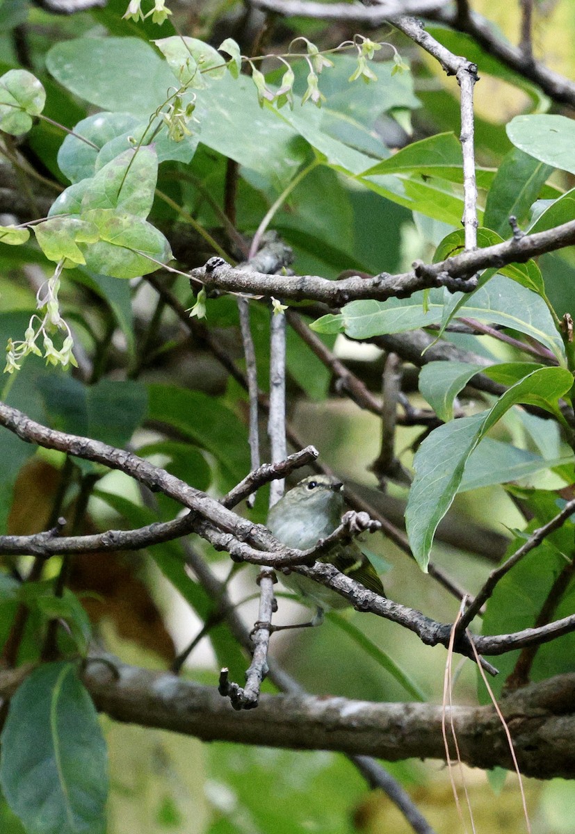 黃眉柳鶯 - ML645937309