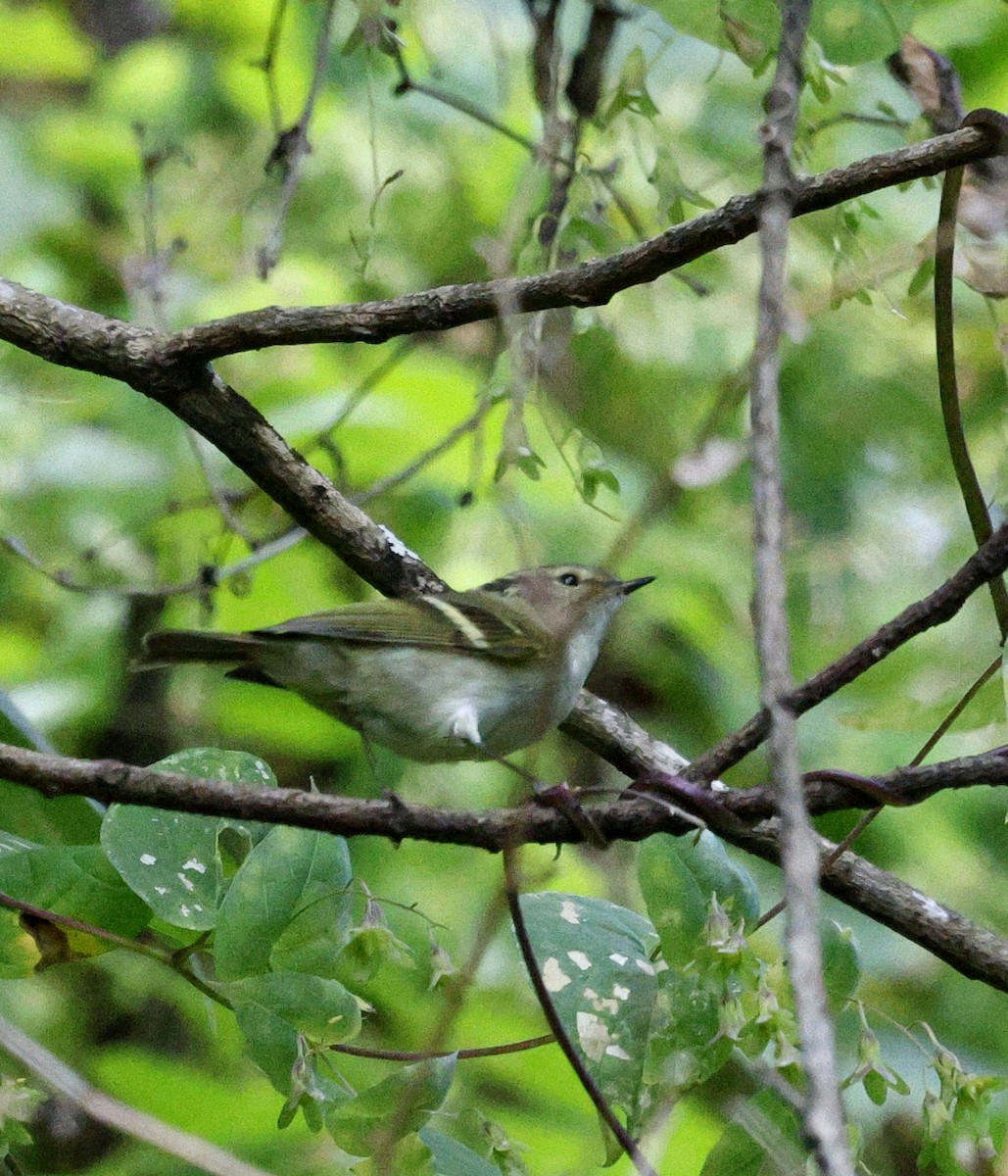 黃眉柳鶯 - ML645937310