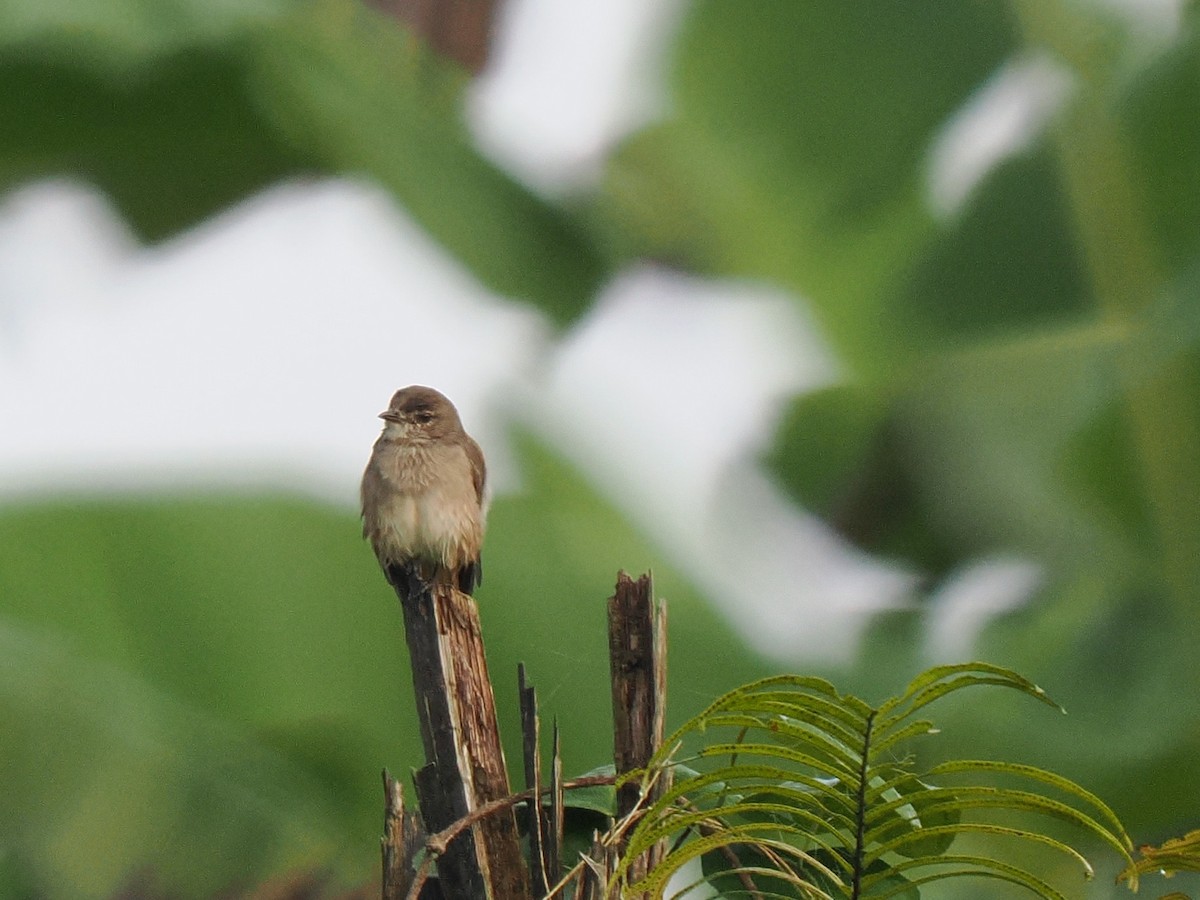 Pale Flycatcher - ML645937311