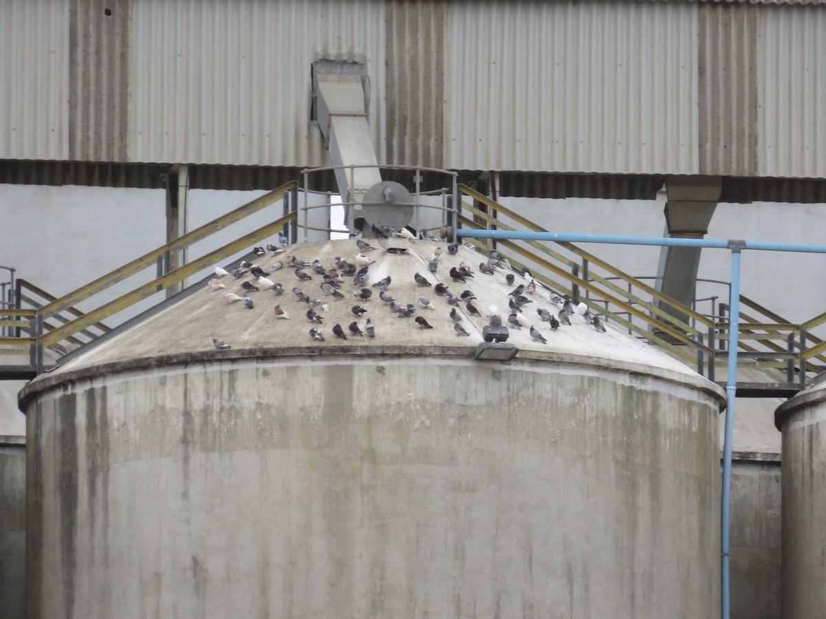 野鴿(野化) - ML645937313