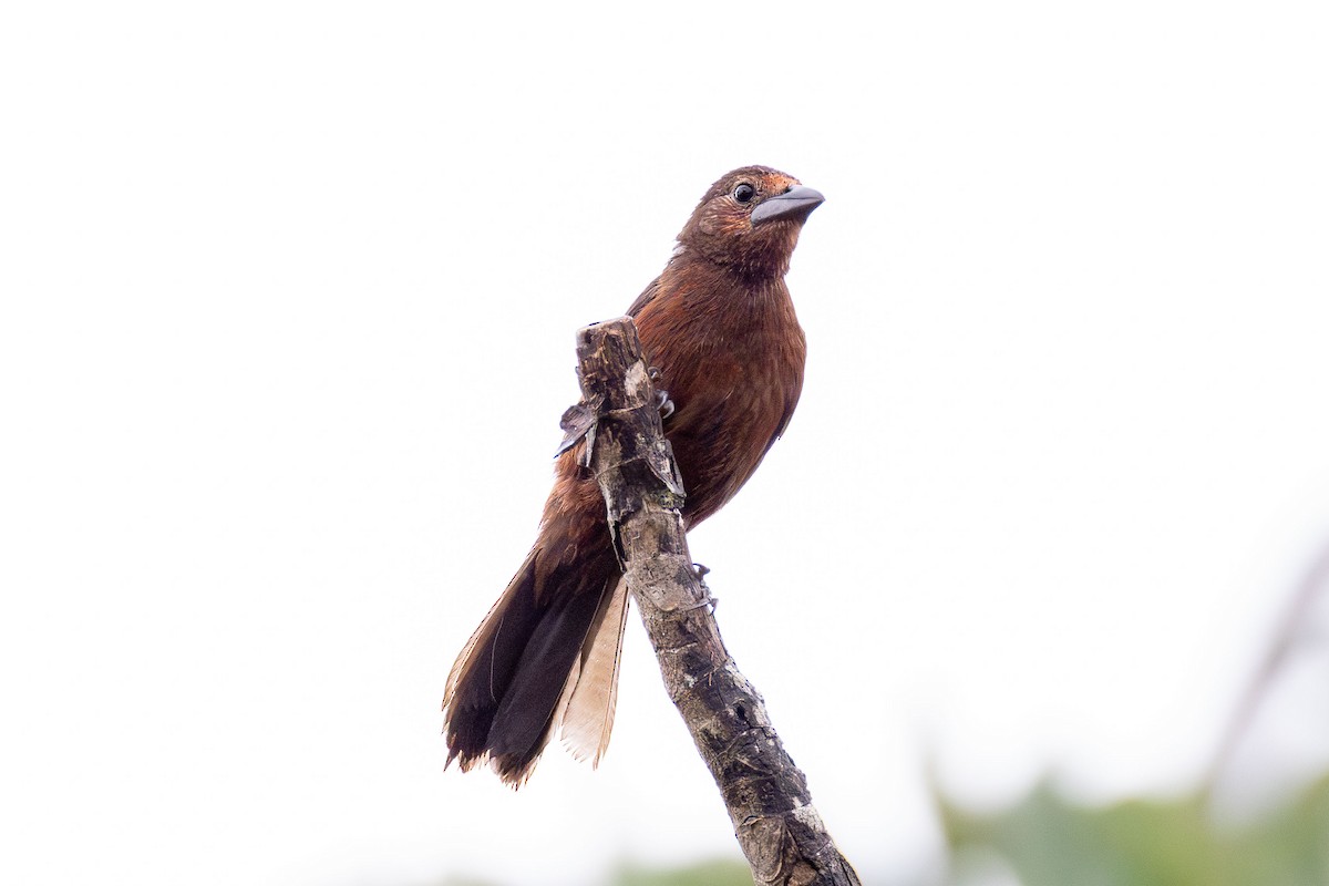 Silver-beaked Tanager - ML645937314