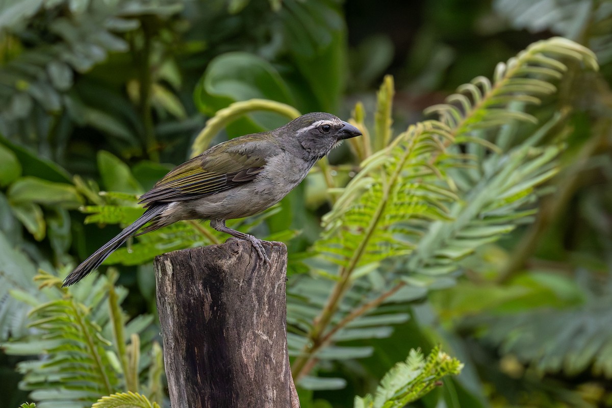 Green-winged Saltator - ML645937315