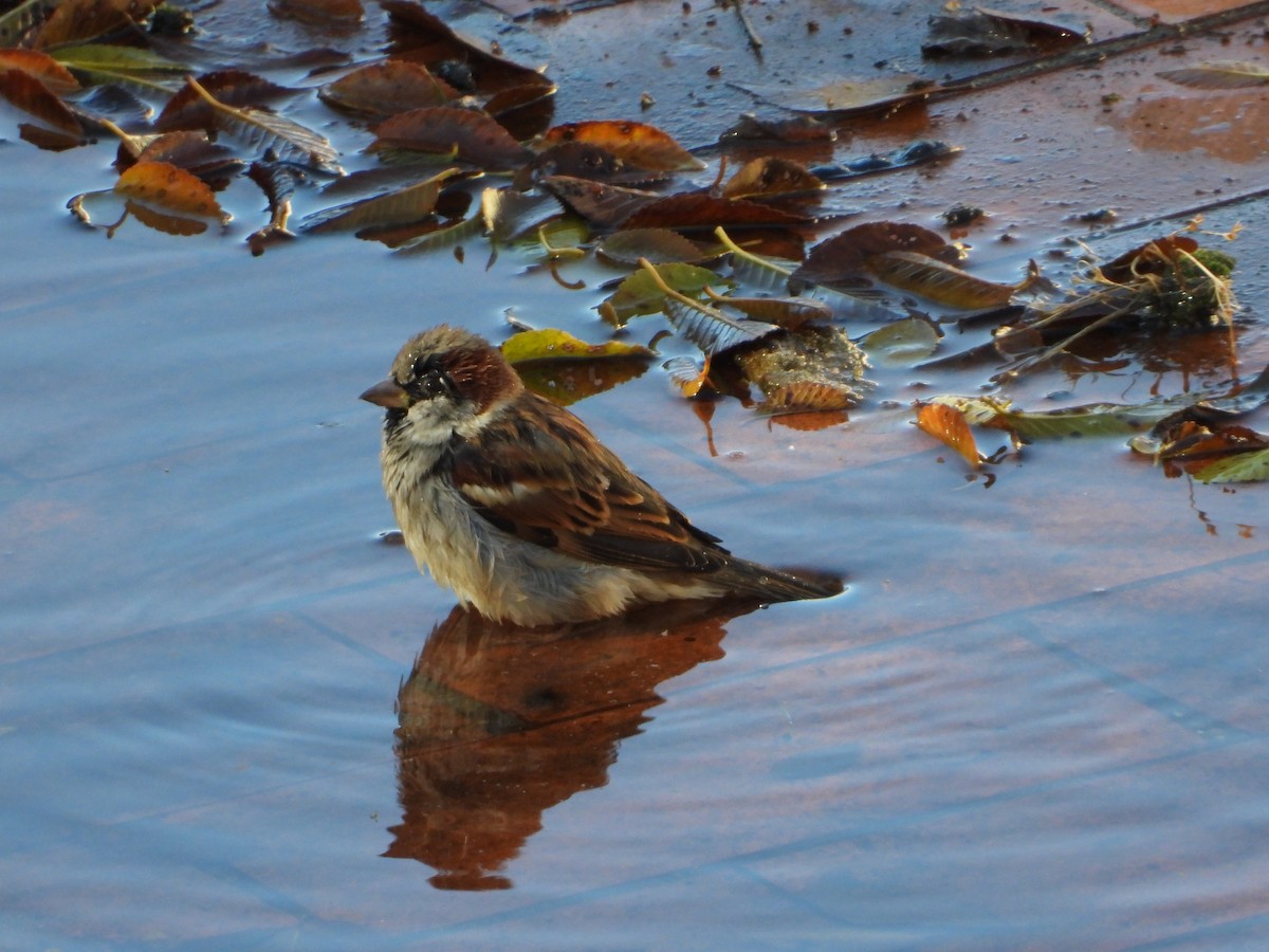 家麻雀 - ML645937316